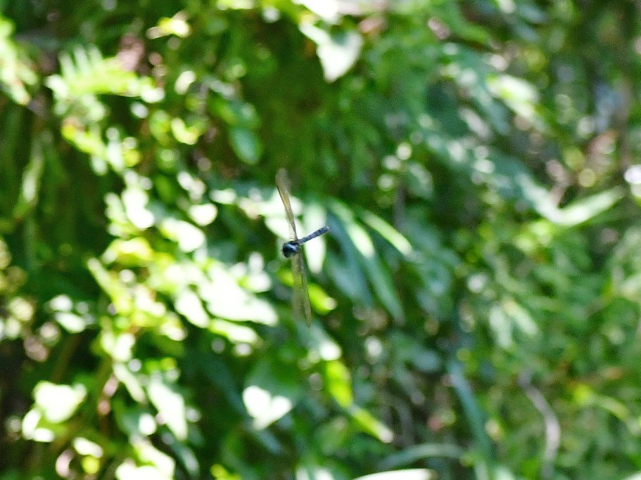 f0340732_17540105.jpg