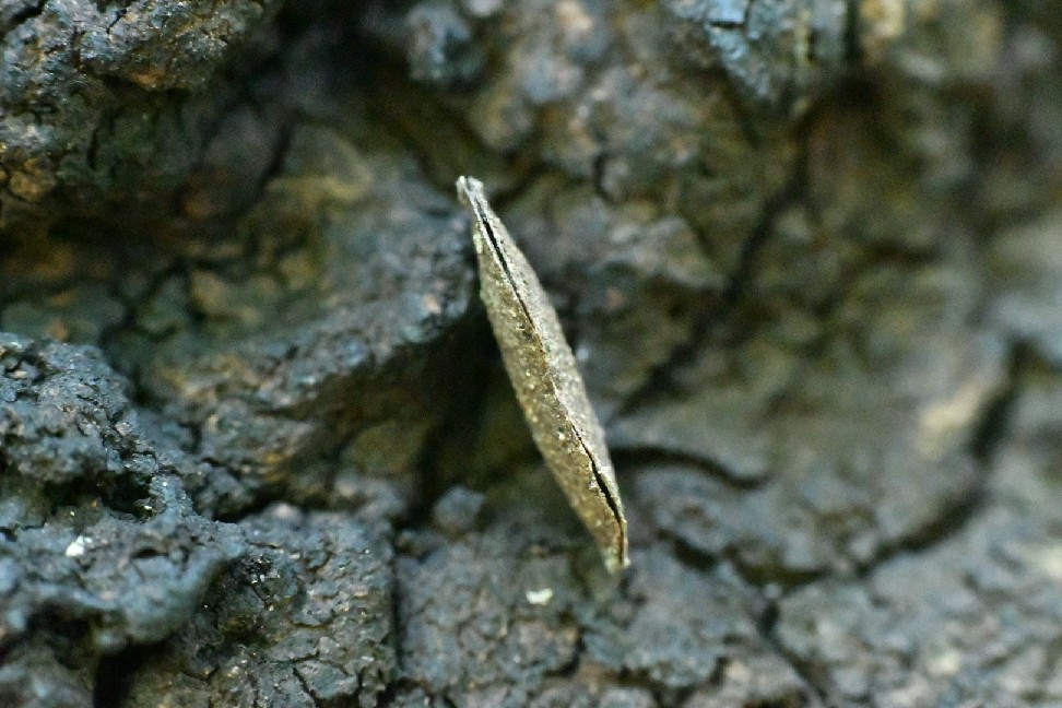 f0340732_17543552.jpg