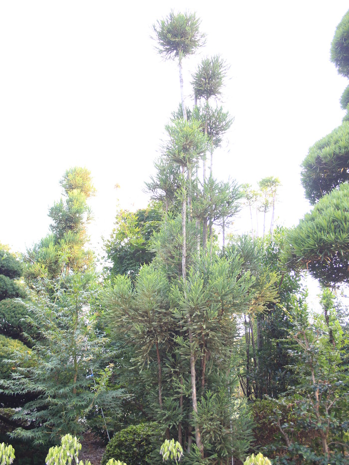 植木 北山大杉 庭木 取りに来ていただける方限定