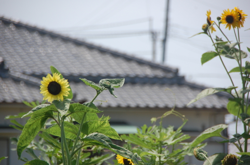 c0108460_13321559.jpg
