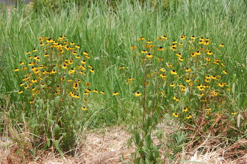 c0108460_13330596.jpg