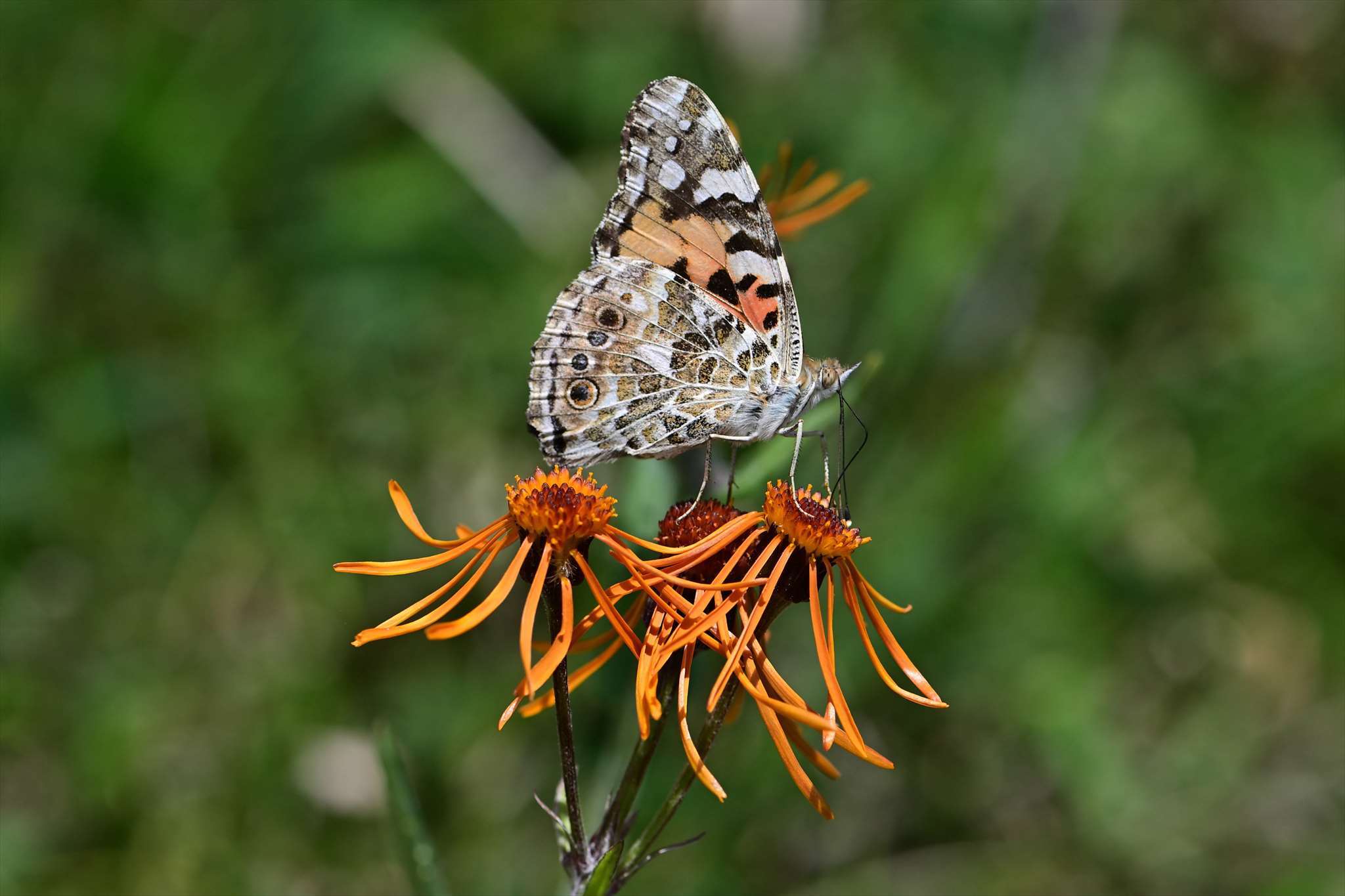 コウリンカ 野の花山の花ウォッチング In 奥多摩 コウリンカ 野の花山の花ウォッチング In 奥多摩