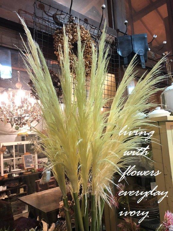 パンパスグラス Flower And Cafe 花空間 ｉｖｏｒｙ アイボリー