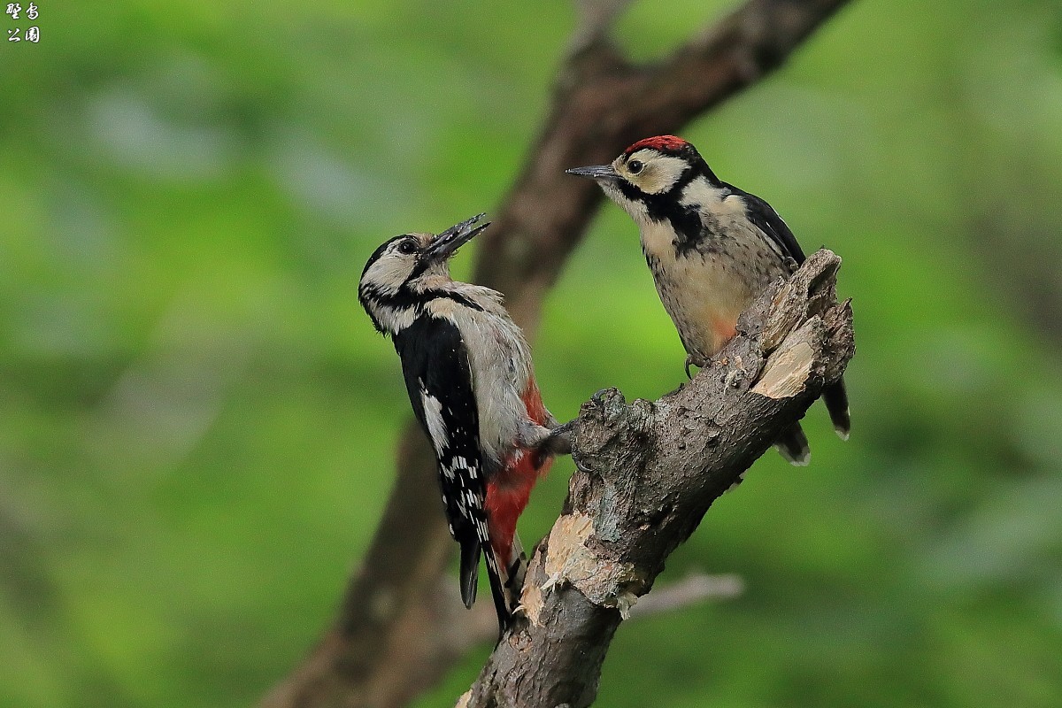 アカゲラの給餌_c0352582_22010136.jpg