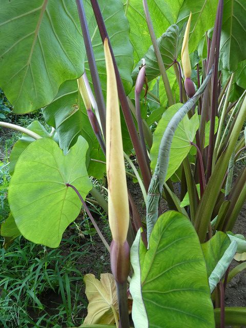 サトイモの花 某日某月