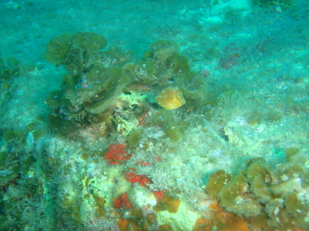 e0115199_14034536.jpg