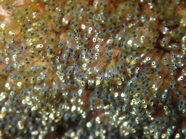 e0115199_14250367.jpg