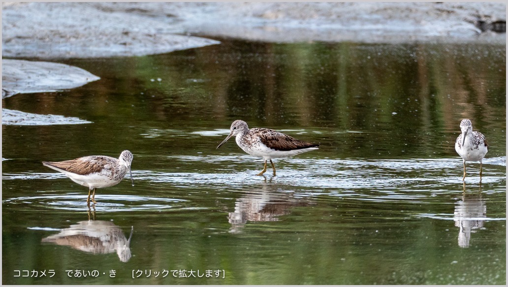 写真日記・多摩川探訪記-その127・みんなおかえり ヽ(^o^)丿_c0336400_15471134.jpg