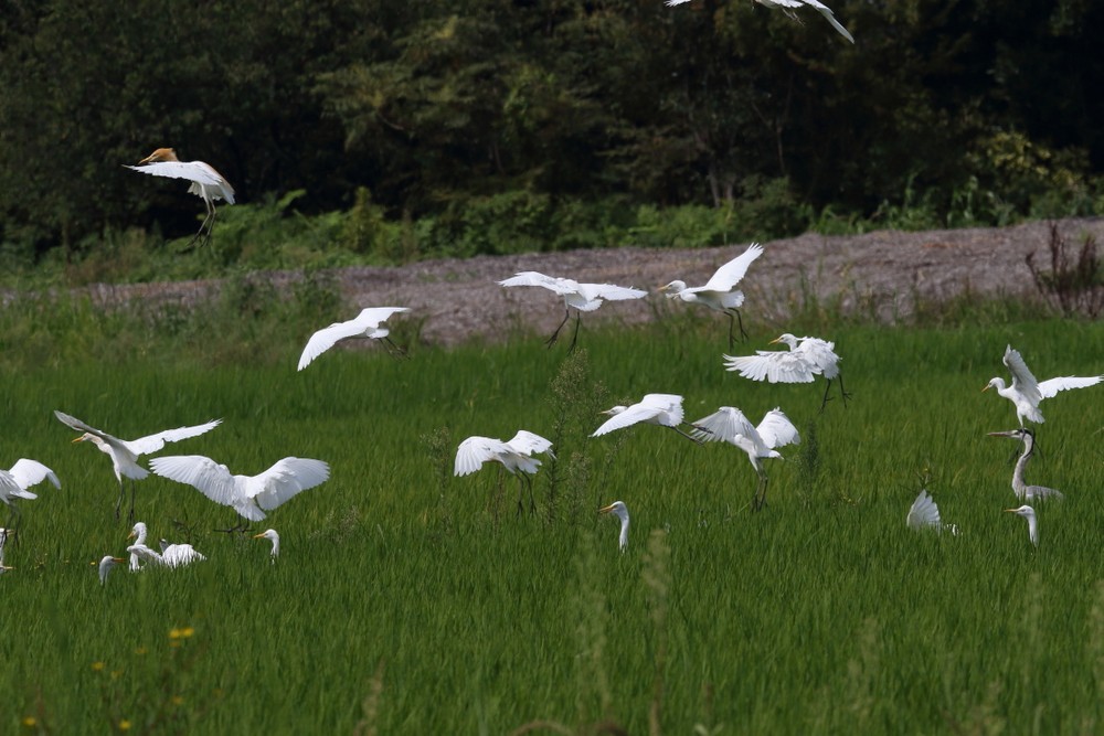 田圃他（2019年8月11日）_f0235311_16281886.jpg