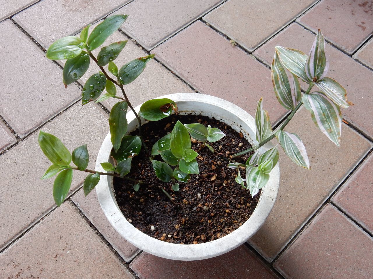 c0025115_23284194.jpg