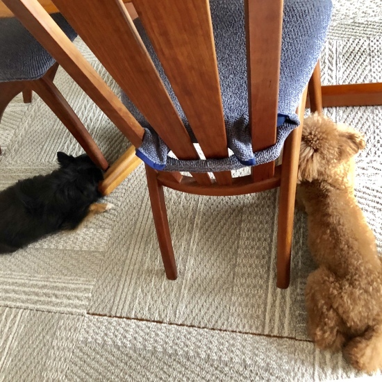 よろしくね、ジョン。_f0197215_20304455.jpg