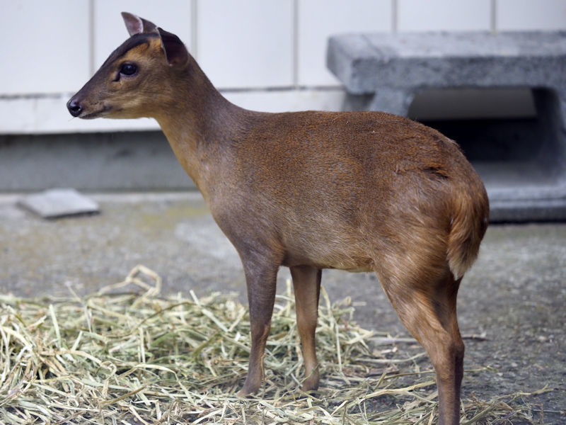 キョン 動物園放浪記