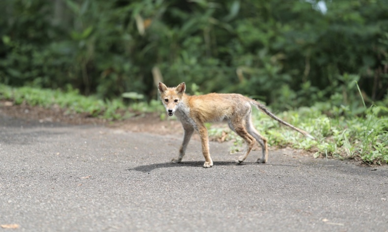 まゝに/８月の散策、長野、新潟その2_d0342426_17514586.jpeg