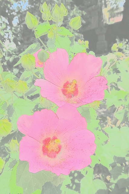 鎌倉散歩　#69 －真夏のお寺巡り（妙隆寺の芙蓉）－ _b0169330_16182763.jpg