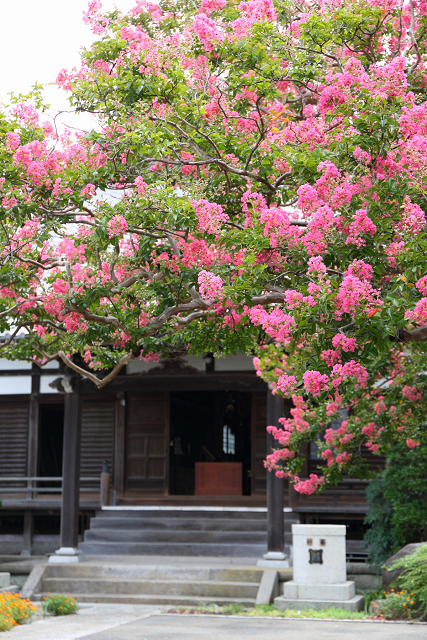鎌倉散歩　#69 －真夏のお寺巡り（本興寺の百日紅）－_b0169330_7561399.jpg