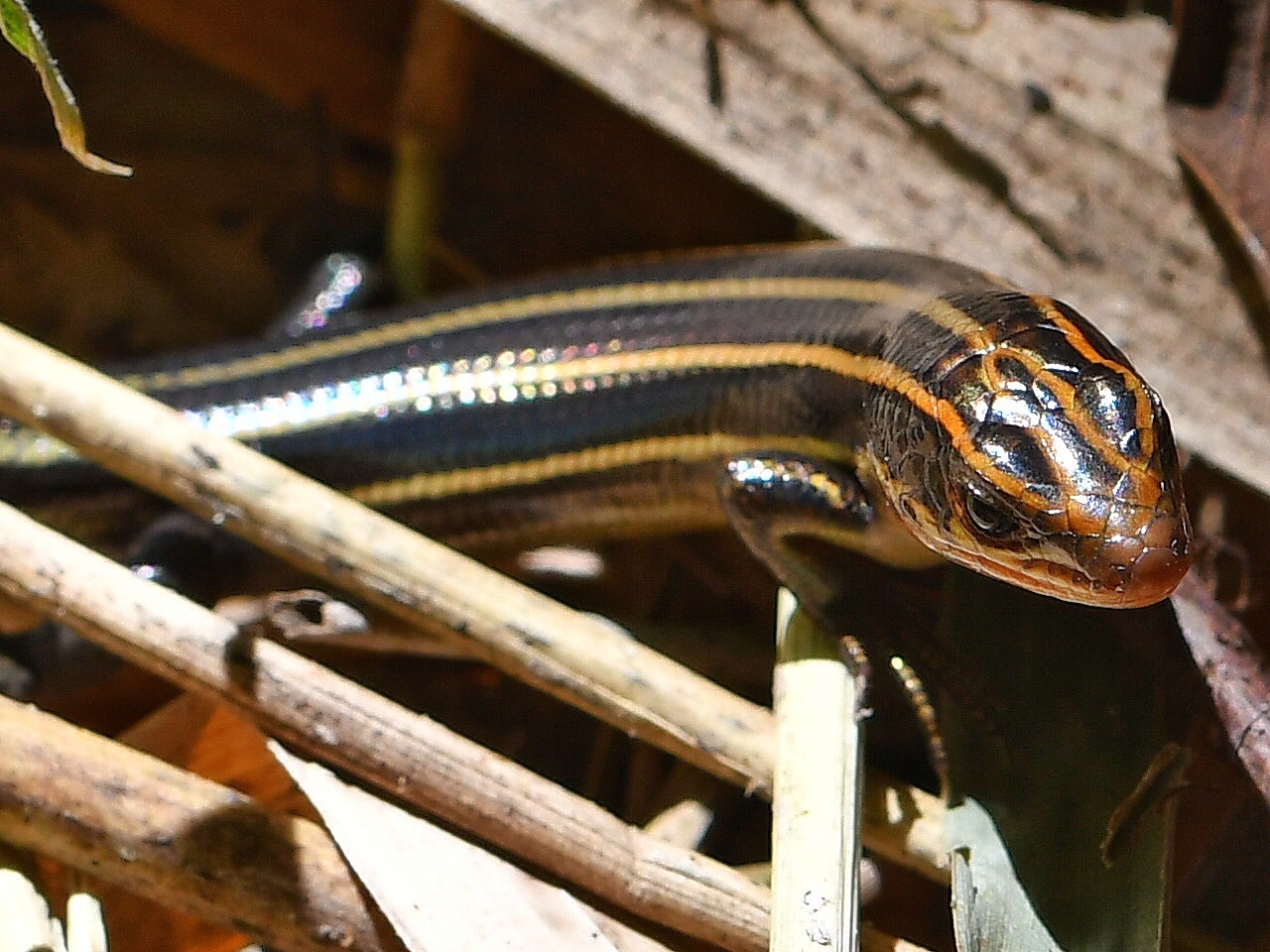 f0340732_15542673.jpg