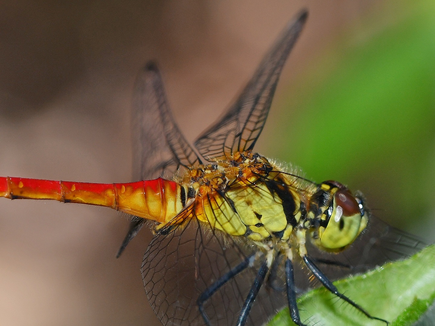 f0340732_15590200.jpg