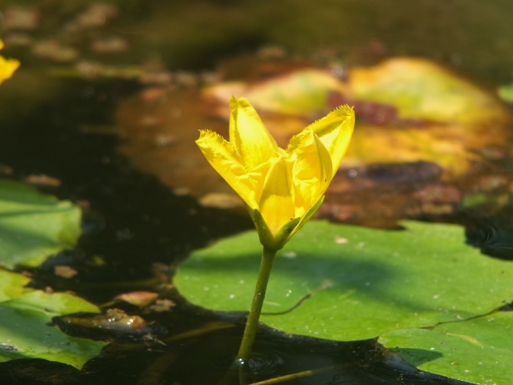 灼熱の花_d0185744_07461171.jpg