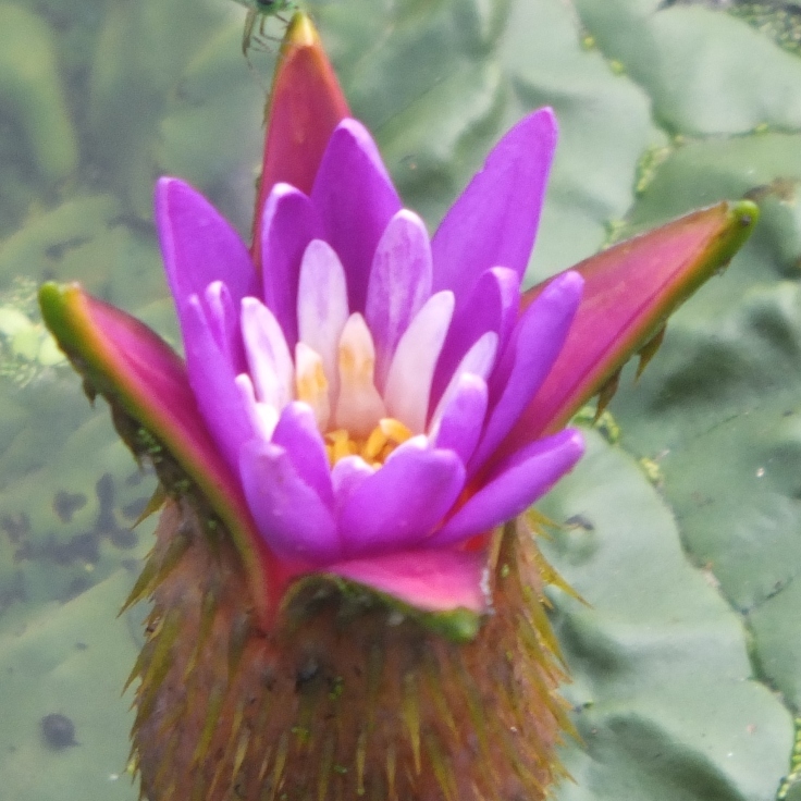 灼熱の花_d0185744_07500700.jpg