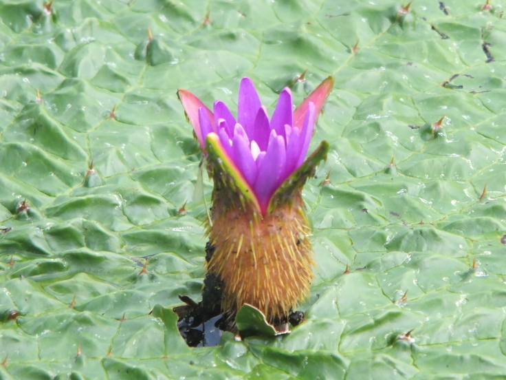 灼熱の花_d0185744_07551060.jpg