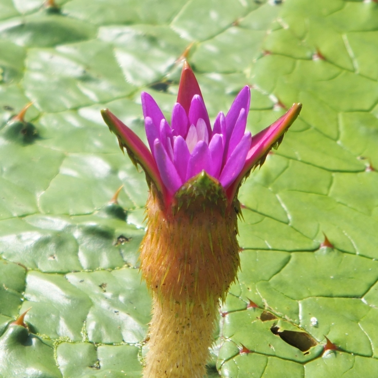 灼熱の花_d0185744_08044722.jpg