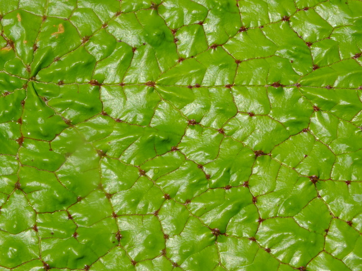 灼熱の花_d0185744_08093819.jpg