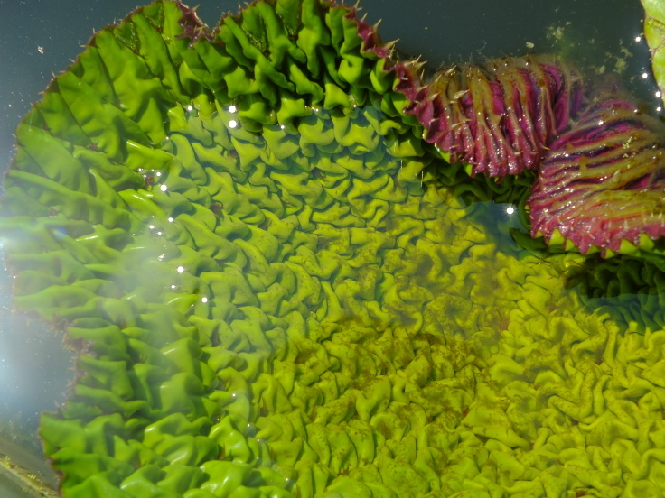 灼熱の花_d0185744_08105306.jpg