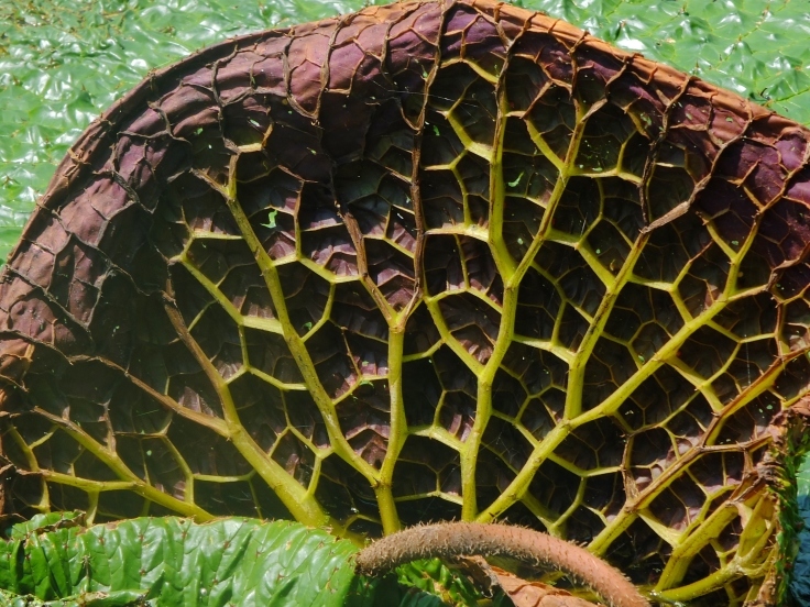 灼熱の花_d0185744_08115783.jpg