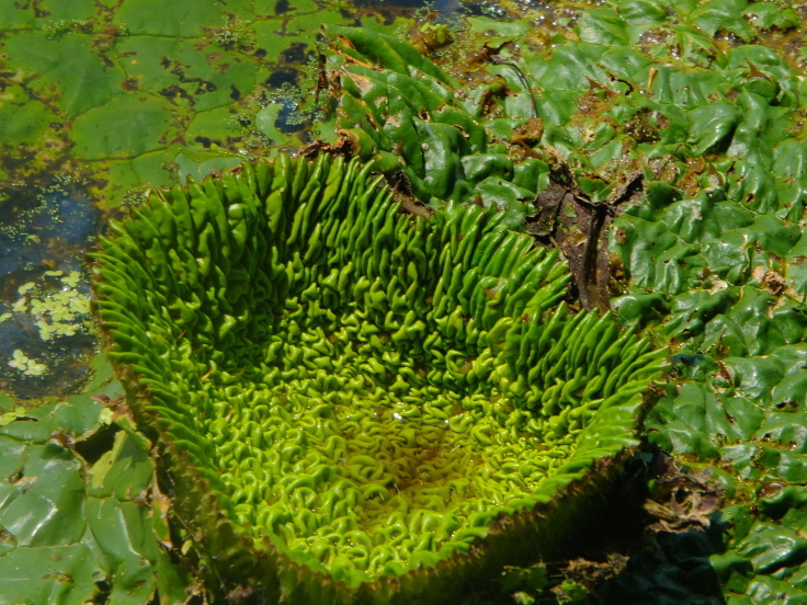 灼熱の花_d0185744_08143481.jpg