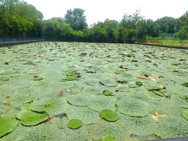 灼熱の花_d0185744_08162856.jpg