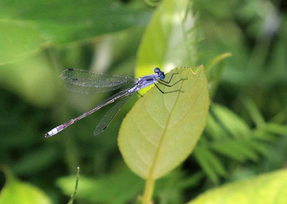 アンカレッジで出会った昆虫たち_d0146854_16314520.jpg