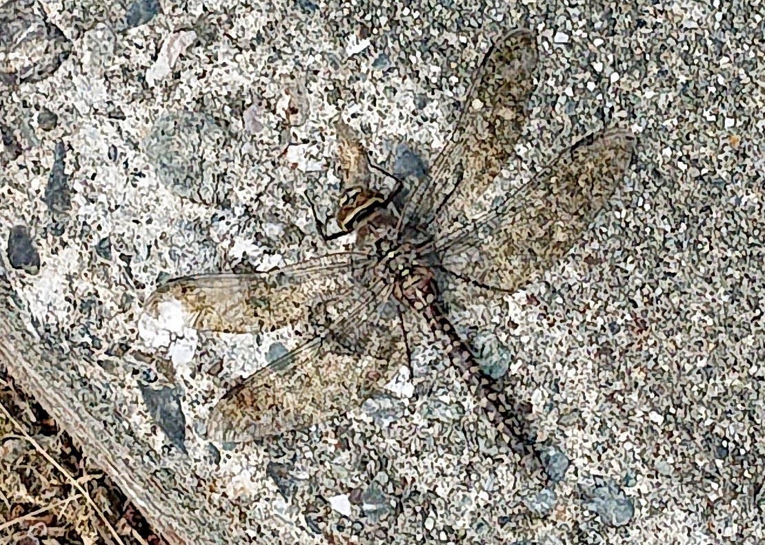 d0146854_16400806.jpg