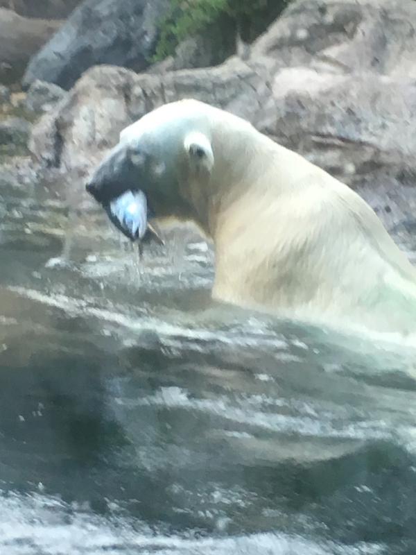 お魚プレゼント_b0371056_00554509.jpg