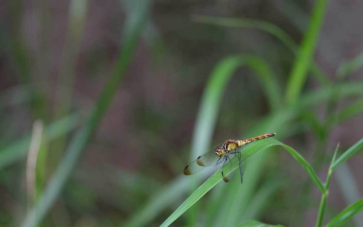 e0220159_17293784.jpg