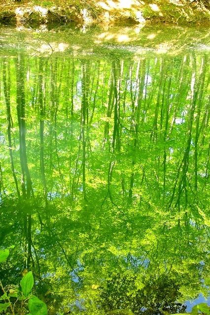 <2019年初夏・盛夏>わが故郷「越後の魅力」(柏崎&十日町)を再発見!_c0119160_16324826.jpg