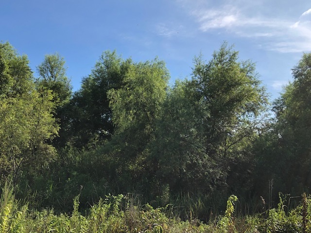 f0164669_19094252.jpeg