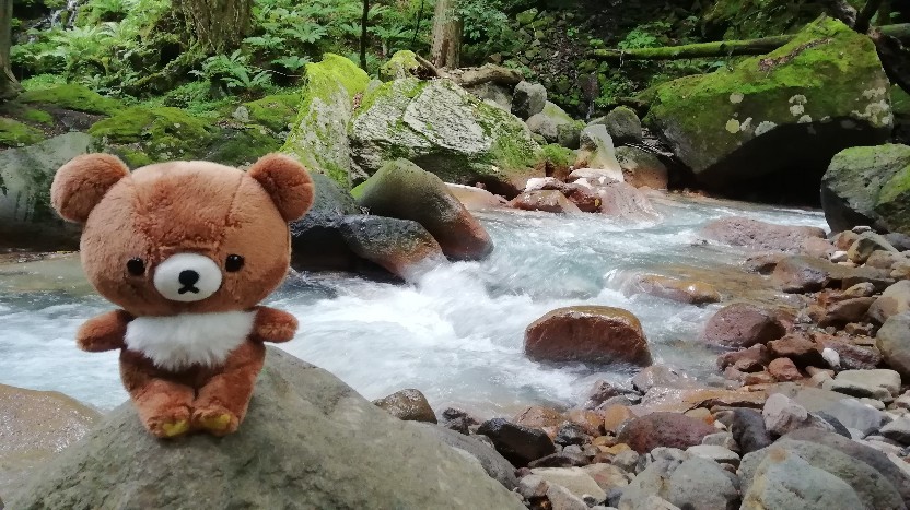 ★コグマ旅 in 栃木県 ★_f0351775_20112838.jpg