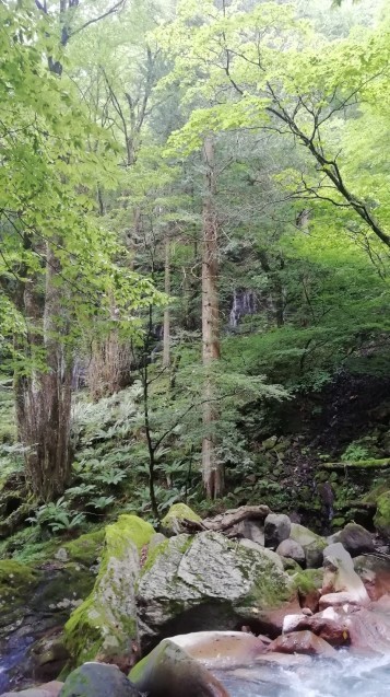 ★コグマ旅 in 栃木県 ★_f0351775_20114156.jpg