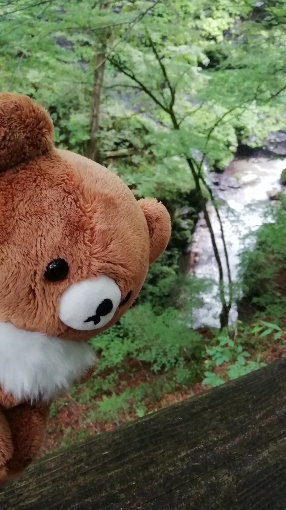 ★コグマ旅 in 栃木県 ★_f0351775_20135659.jpg