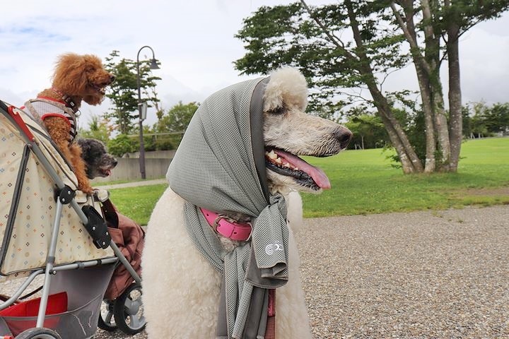 ⑫絶景のはずの山中湖交流プラザきらら。_b0111376_22591008.jpg