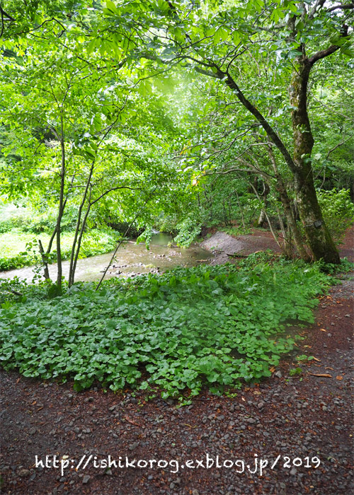 夏の大山・木谷沢渓流の森_a0223379_1651396.jpg