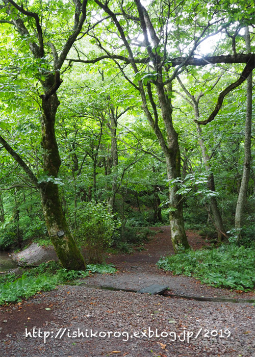 夏の大山・木谷沢渓流の森_a0223379_1651799.jpg