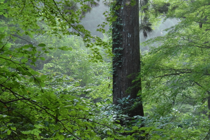 今年も『夏の高尾山』_a0382882_18361696.jpg