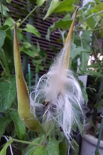 ブルースター”の鞘が破裂しました!! : 健気に育つ植物たち ブルースター”の鞘が破裂しました!! : 健気に育つ植物たち