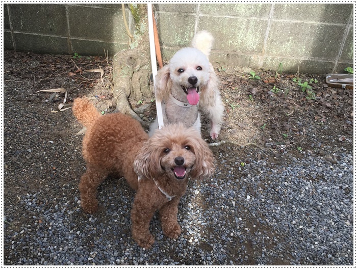 お墓の掃除のあとのお決まりコース、かんたん公園はワンちゃんとの初めましてもあって、さくらも大も大好きだね~_b0175688_21561844.jpg
