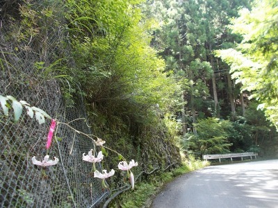 半山越(1/3)【堂林の滝】(越知町～旧東津野村)_f0308898_15294956.jpg