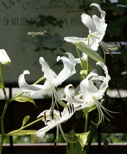 a0123003_10005371.jpg