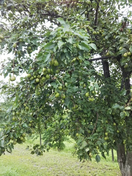 f0316507_21073647.jpg