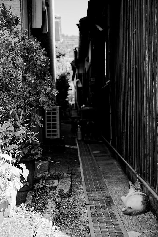 梅花藻@醒ヶ井 其の二_f0032011_20570169.jpg
