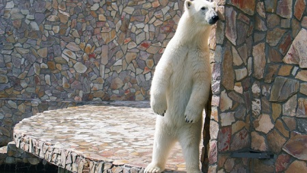 ロシア・サンクトぺテルブルク、レニングラード動物園の二歳のハールチャーナの近況_a0151913_013519.jpg